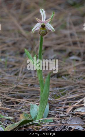 Orchidée élagante (Ophrys elegans) plante unique à fleurs ouvertes, poussant dans les forêts de pins méditerranéens, Chypre, mars 2015 Banque D'Images