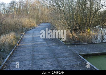 Promenade dépolie dans un habitat humide, réserve naturelle d'Askham Bog, près de York, North Yorkshire, Angleterre, Royaume-Uni Banque D'Images