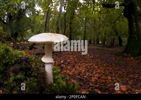 Une fausse calotte (Amanita citrina) qui pousse dans les bois à feuilles caduques de la New Forest, Hampshire Banque D'Images