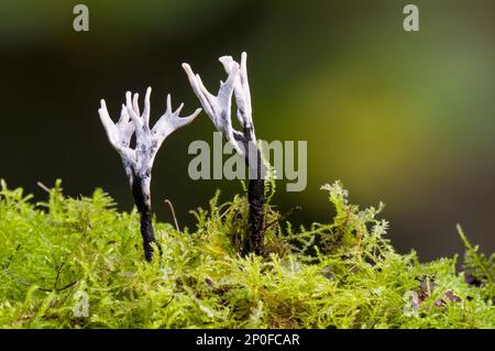 Le champignon Candlesnuff (Xylaria hypoxylon) pousse en mousse dans la réserve naturelle de Foxglove Covert, la garnison de Catterick, Catterick, North Yorkshire Banque D'Images