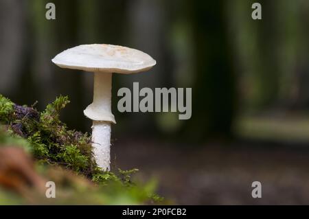 Une fausse calotte (Amanita citrina) qui pousse dans les bois à feuilles caduques de la New Forest, Hampshire Banque D'Images