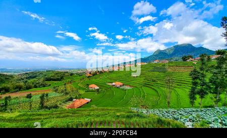 Sumedang, Java-Ouest, Indonésie. 3rd mars 2023. Vue sur le champ de riz en terrasse à Tanjungsari, Sumedang Regency, Indonésie. (Credit image: © Algi Febri Sugita/ZUMA Press Wire) USAGE ÉDITORIAL SEULEMENT! Non destiné À un usage commercial ! Banque D'Images