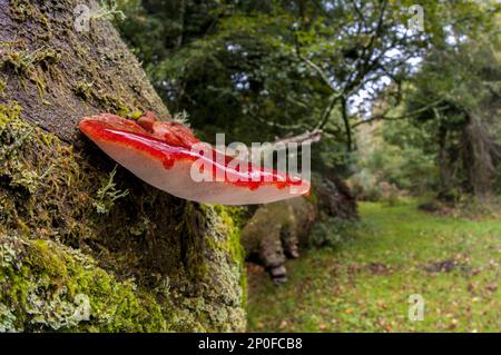 Le champignon du beefsteak (Fistulina hepatica) pousse sur un arbre mort tombé dans la New Forest, Hampshire Banque D'Images