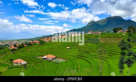 Sumedang, Java-Ouest, Indonésie. 3rd mars 2023. Vue sur le champ de riz en terrasse à Tanjungsari, Sumedang Regency, Indonésie. (Credit image: © Algi Febri Sugita/ZUMA Press Wire) USAGE ÉDITORIAL SEULEMENT! Non destiné À un usage commercial ! Banque D'Images