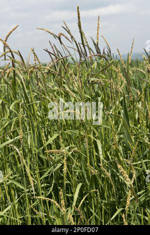 Blackgrass, Alopecurus myosuroides, herbe à fleurs dans une récolte de blé d'hiver Banque D'Images