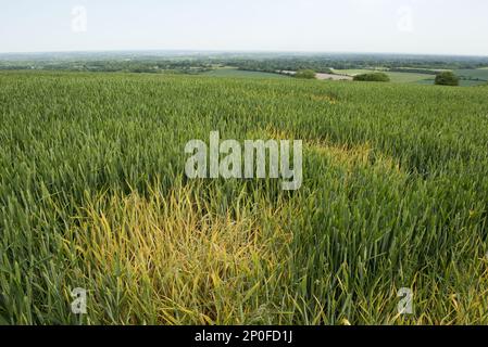 Traitement localisé du glyphosate sur l'herbe de commutation pour contrôler les taches localisées dans le blé d'hiver Banque D'Images