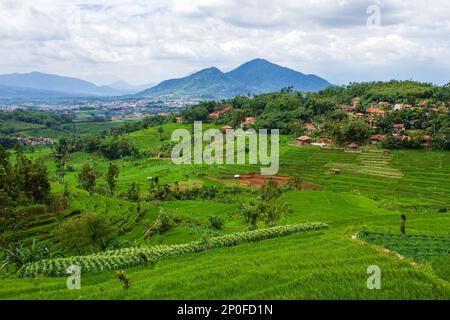 Sumedang, Java-Ouest, Indonésie. 3rd mars 2023. Vue sur le champ de riz en terrasse à Tanjungsari, Sumedang Regency, Indonésie. (Credit image: © Algi Febri Sugita/ZUMA Press Wire) USAGE ÉDITORIAL SEULEMENT! Non destiné À un usage commercial ! Banque D'Images