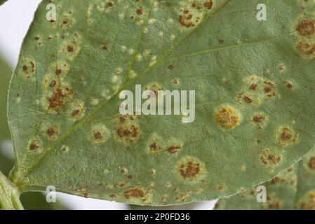 La rouille du faba ou du haricot large, Uromyces viciae-fabae, pustules sur une feuille de haricot large Banque D'Images