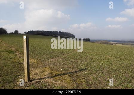 Panneau de sentier et chemin à travers les étapes d'un champ de blé d'hiver sur les North Wessex Downs en mars Banque D'Images