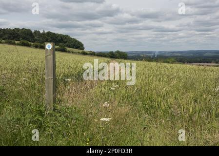 Signes de sentier et chemin à travers les étapes d'un champ de blé d'hiver sur les North Wessex Downs en juillet Banque D'Images