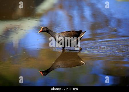 Dusky moorhen (Gallinula tenebrosa), adulte dans l'eau, Merry Beach, parc national de Murramarang, Nouvelle-Galles du Sud, Australie Banque D'Images