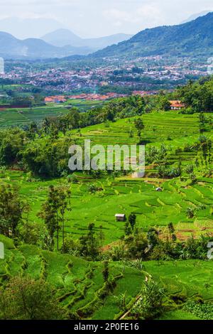 Sumedang, Java-Ouest, Indonésie. 3rd mars 2023. Vue sur le champ de riz en terrasse à Tanjungsari, Sumedang Regency, Indonésie. (Credit image: © Algi Febri Sugita/ZUMA Press Wire) USAGE ÉDITORIAL SEULEMENT! Non destiné À un usage commercial ! Banque D'Images