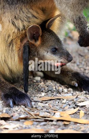 Wallaby marécage (Wallabia bicolor), jeune regardant hors de la poche, Mount Lofty, Australie méridionale, Australie Banque D'Images