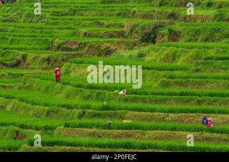 Sumedang, Java-Ouest, Indonésie. 3rd mars 2023. Les agriculteurs travaillent sur son champ de paddy à Tanjungsari, Sumedang Regency, Indonésie. (Credit image: © Algi Febri Sugita/ZUMA Press Wire) USAGE ÉDITORIAL SEULEMENT! Non destiné À un usage commercial ! Banque D'Images