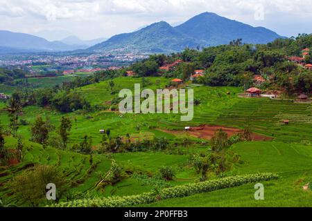 Sumedang, Java-Ouest, Indonésie. 3rd mars 2023. Vue sur le champ de riz en terrasse à Tanjungsari, Sumedang Regency, Indonésie. (Credit image: © Algi Febri Sugita/ZUMA Press Wire) USAGE ÉDITORIAL SEULEMENT! Non destiné À un usage commercial ! Banque D'Images