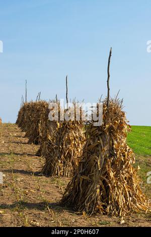 Tiges de maïs sèches feuilles dorées dans un champ herbacé vide après la récolte ciel bleu ciel sans nuages arrière-plan de l'espace de copie à l'automne. Paysage paisible, automne rural Banque D'Images