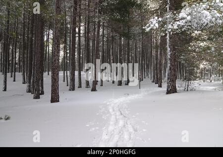 Pas de raquettes sur la forêt de pins en hiver du parc national de l'Etna, Sicile, Italie Banque D'Images