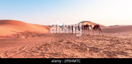 Caravane de chameaux dans le désert de Liwa, Abu Dhabi. Banque D'Images