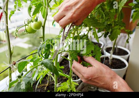 Les mains des hommes élagage des sucer (pousses latérales) des plants de tomate avec des ciseaux. Agriculteur homme jardinage dans la serre à la maison Banque D'Images