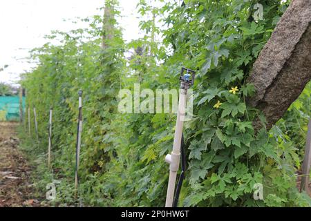 Un système d'irrigation goutte-à-goutte et un petit système sprinkleur sont utilisés sur une ferme de gourde amère ou de melon amer avec vue sur la culture de la vigne fraîche Banque D'Images