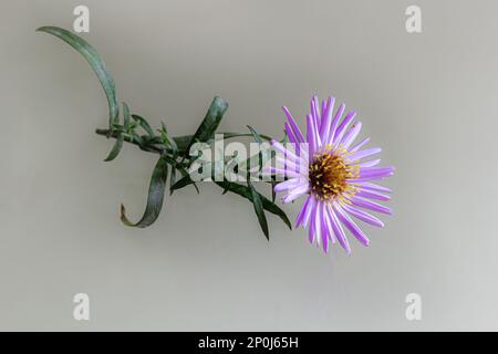 bouquet de magnifiques chrysanthèmes violets sur fond blanc. Banque D'Images