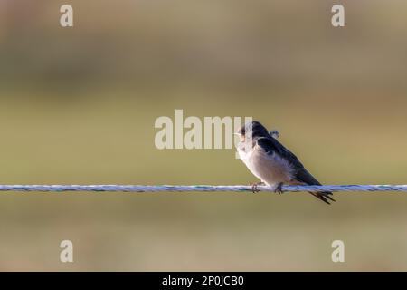 Hirondelle de la grange (Hirundo rustica) assise sur une clôture dans les marais salants du Juist, îles de la Frise orientale, Allemagne. Banque D'Images