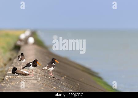 Huistercapcher eurasien (Haematopus ostralegus) dans le port de Juist, îles de la Frise orientale, Allemagne. Banque D'Images