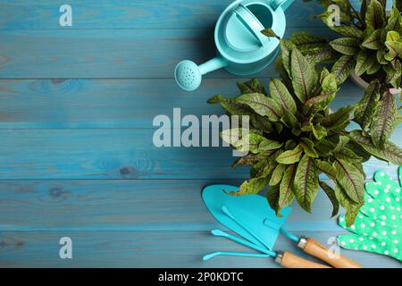 Plantes d'étrel en pot et outils de jardinage sur table en bois bleu clair, plat. Espace pour le texte Banque D'Images