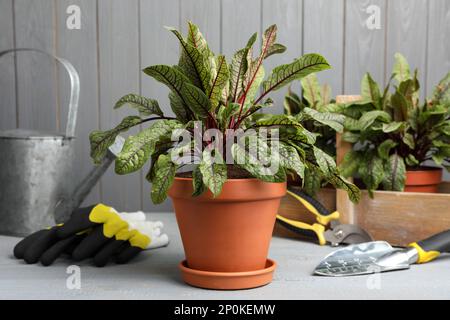 Plantes d'étrel en pot et outils de jardinage sur table en bois gris clair Banque D'Images