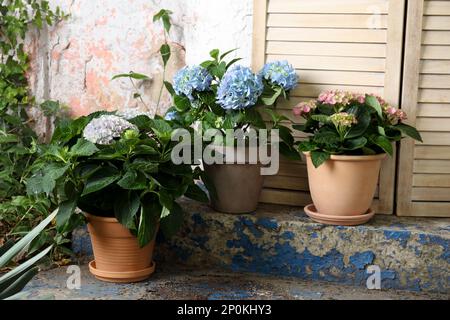 Belles plantes hortensia en fleurs dans des pots à l'extérieur Banque D'Images