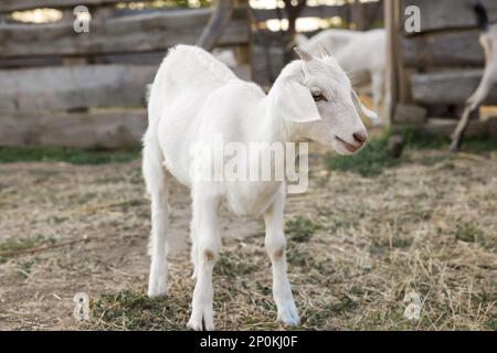 Mignon goatling sur le pâturage à la ferme. Bébé animal Banque D'Images