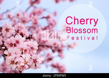Festival des cerisiers en fleurs. Magnifique sakura rose en fleur en plein air Banque D'Images