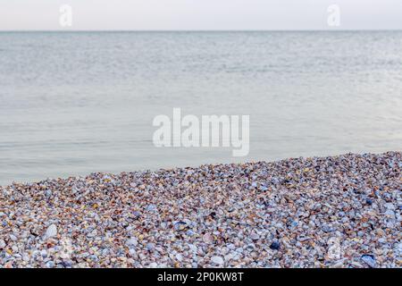 Concept d'été avec une plage, coquillages. Coquillages et sur une plage de mer sauvage dans les rayons du soleil couchant, se concentrer en premier plan. Banque D'Images