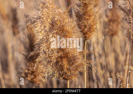 Canne sèche à l'extérieur dans des tons pastel clairs. Roseau beige, pampas. Arrière-plan naturel abstrait. Superbe motif aux couleurs neutres. Minimali Banque D'Images