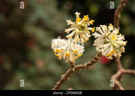 Edgeworthia Chrysantha, buisson oriental, mitsumata, d'une beauté frappante et utile. Portrait de fleur en gros plan naturel Banque D'Images