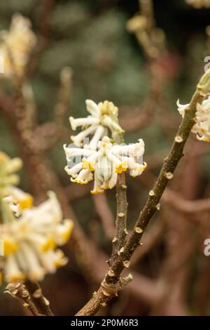 Edgeworthia Chrysantha, buisson oriental, mitsumata, d'une beauté frappante et utile. Portrait de fleur en gros plan naturel Banque D'Images