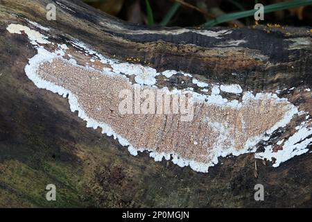 Phlebia rufa, également appelé Merulius rufus, un champignon de la croûte de Finlande sans nom anglais commun Banque D'Images