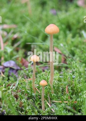 Galerina pumila, connue sous le nom de cloche naine, champignon sauvage de Finlande Banque D'Images