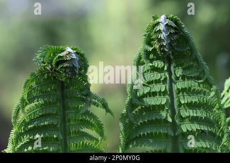 Matteuccia struthiopteris, connue sous le nom de fougère d'autruche, fougère de fiedle ou fougère de shuttlecock, plante sauvage de Finlande Banque D'Images