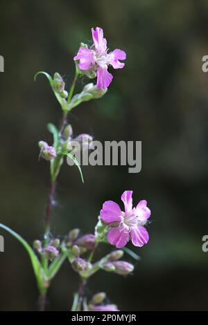 Viscaria vulgaris, également appelée Silene viscaria, communément appelé Sticky Catchfly, cronmy campion, ou Red german Catchfly, fleur sauvage de Finlande Banque D'Images