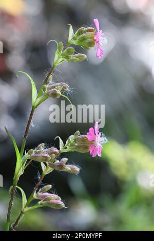 Viscaria vulgaris, également appelée Silene viscaria, communément appelé Sticky Catchfly, cronmy campion, ou Red german Catchfly, fleur sauvage de Finlande Banque D'Images