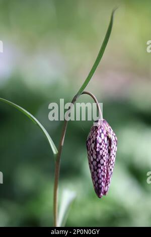 Fritilaria meleagris, communément appelé nénuphars à tête de serpent, jonquille à damier, nénuphars à damier ou fleur d'échecs, fleur de printemps de Finlande Banque D'Images