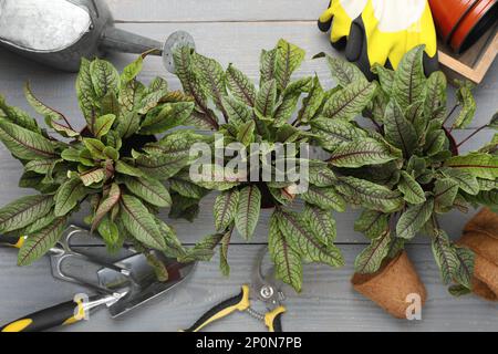 Plantes d'étrel en pot et outils de jardinage sur table en bois gris clair, plat Banque D'Images