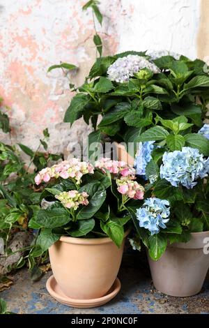 Belles plantes hortensia en fleurs dans des pots à l'extérieur Banque D'Images