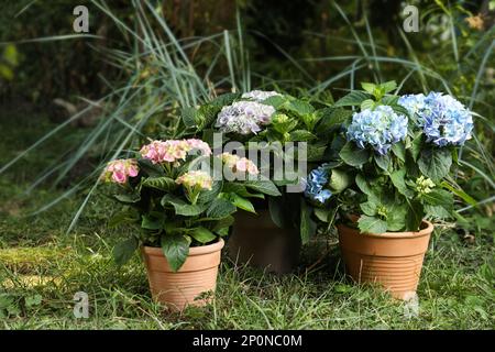 Belles plantes hortensia en fleurs dans des pots à l'extérieur Banque D'Images