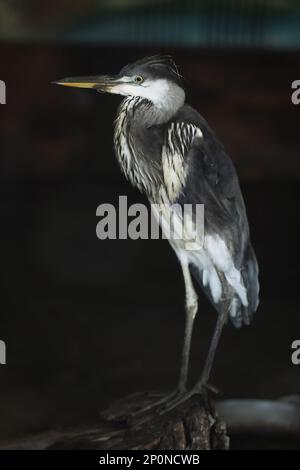 Magnifique grand héron bleu dans l'enceinte du zoo Banque D'Images