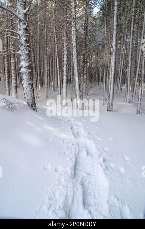 Chemin de raquettes sinueux et enneigé à travers une forêt de pins dans le parc national de l'Etna, Sicile, Italie Banque D'Images