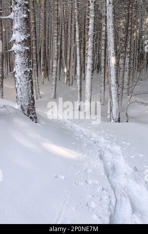 Chemin de raquettes sinueux et enneigé à travers une forêt de pins dans le parc national de l'Etna, Sicile, Italie Banque D'Images