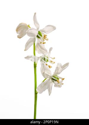 Trois fleurs de Snowdrop, (Galanthus nivalis), sur une seule tige, photographiées sur fond blanc Banque D'Images