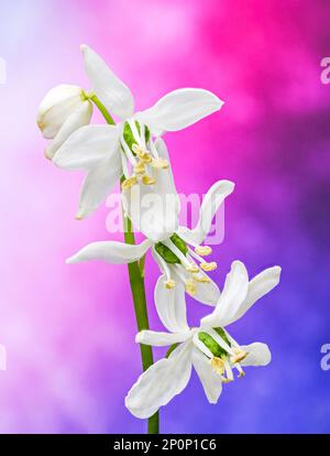 Trois fleurs de Snowdrop, (Galanthus nivalis), sur une seule tige, photographiées sur un fond coloré Banque D'Images